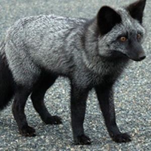 Meet your Posher, Blake